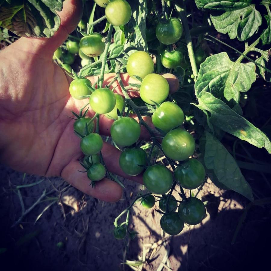 منزل الضيف Taberno  في Cortijo Claudia المظهر الخارجي الصورة